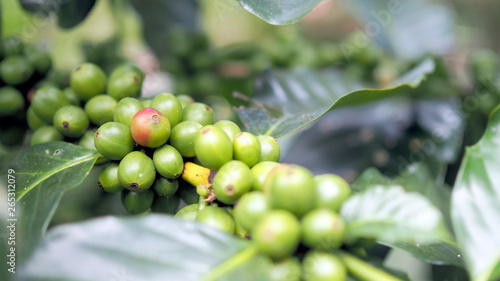 Coffee tree with coffee beans on coffee plantation. Coffee that is not yet cooked can not be stored.