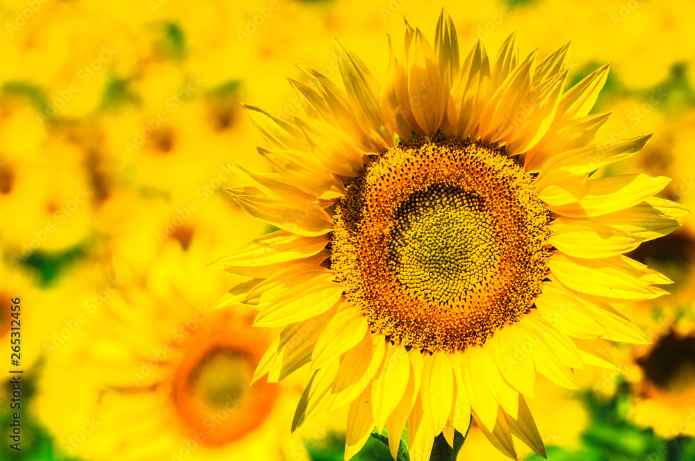 Sunflower field, Provence, France, shallow focus Sunflower field, Provence, France, shallow focus