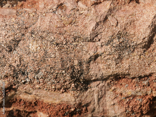 Wallpaper Mural Pierres fossiles  Torontodigital.ca