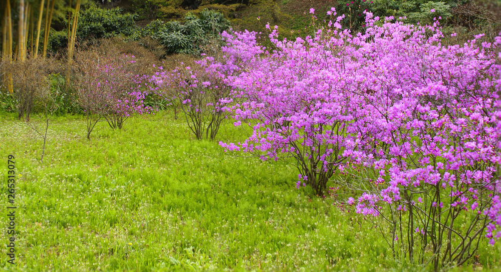 Obraz premium purple flowers in the garden