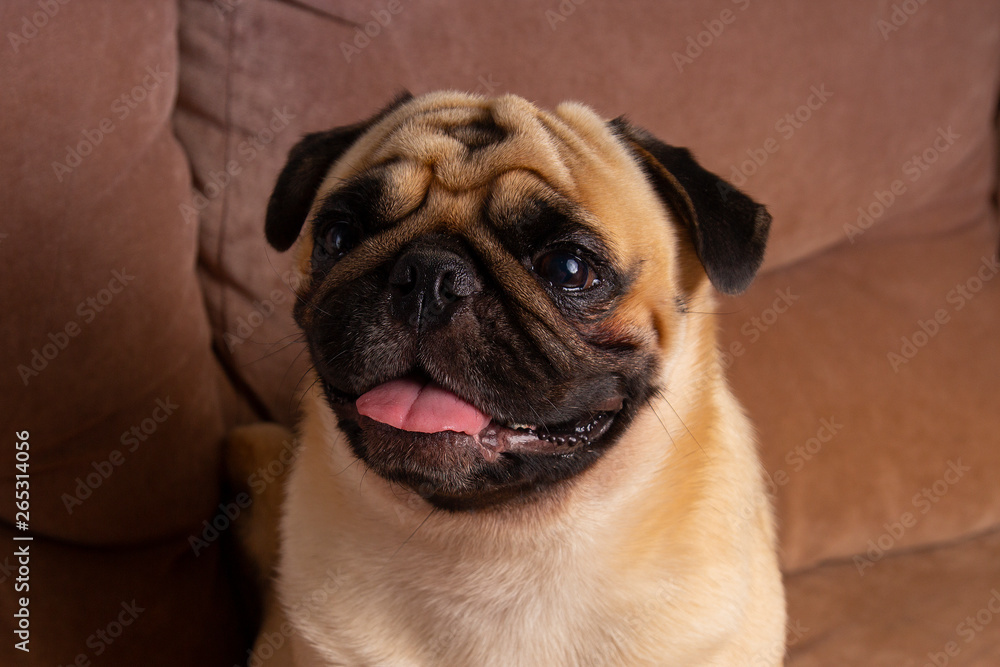 Obraz premium Sheik Pug