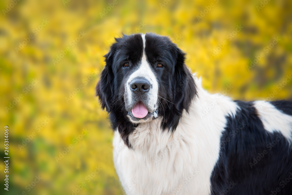 landseer dog pure breed playing fun lovely puppy