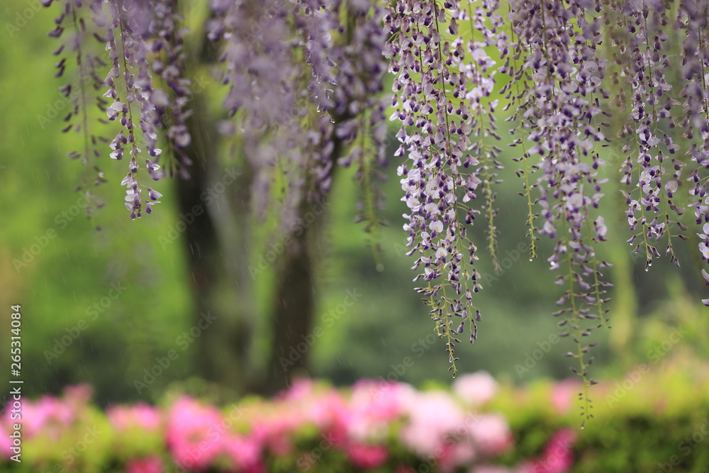 Obraz premium 公園で雨に濡れた藤の花