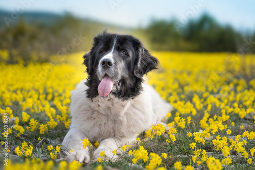 landseer dog pure breed playing fun lovely puppy