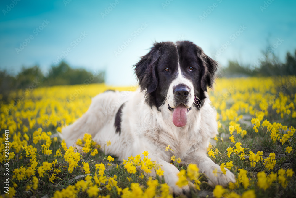 landseer dog pure breed playing fun lovely puppy landseer dog pure breed playing fun lovely puppy