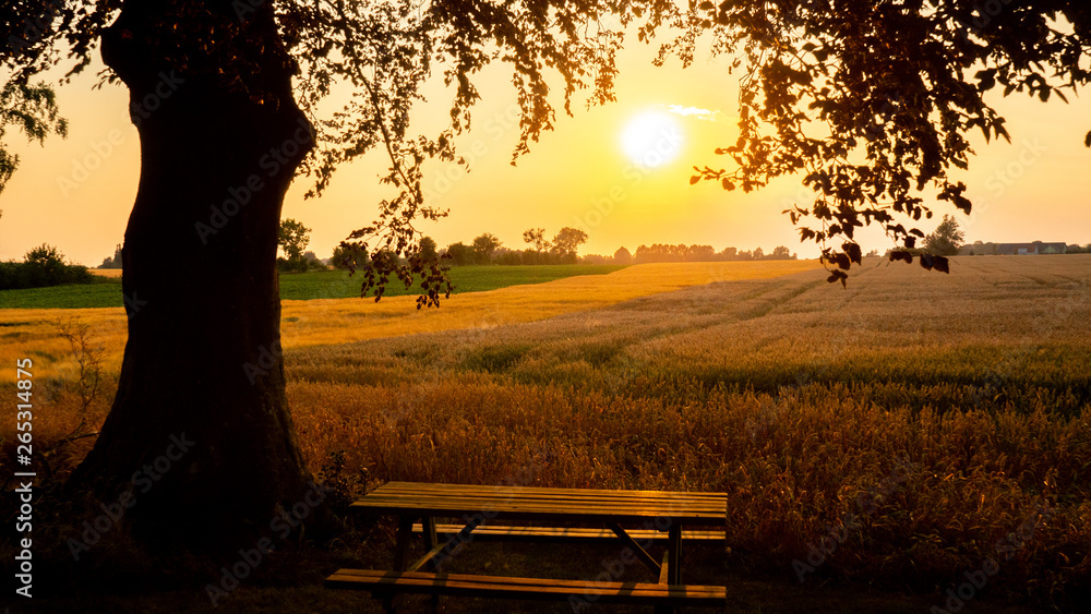 schöner Sonnenuntergang hinter einem Feld mit Bank und Baum