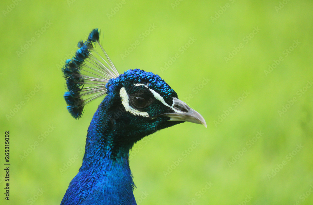 close up of a peacock in the meadow close up of a peacock in the meadow