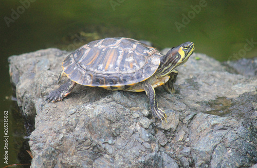 turtle in the lake on the stone