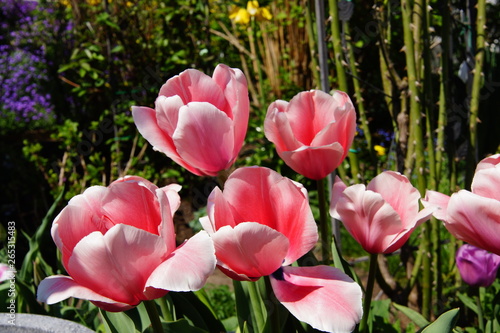 Tulpen im Garten