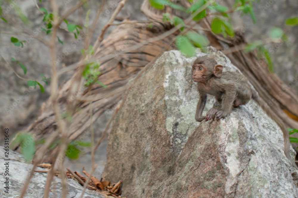  Baby monkey sitting on a rock in a natural forest