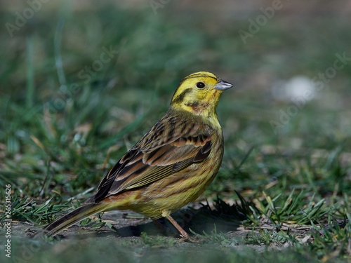 Yellowhammer (Emberiza citrinella)