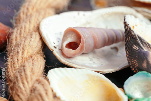 Sea shells. nature background.