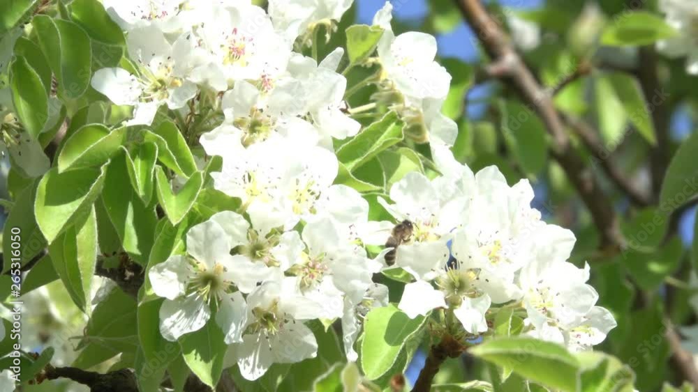 Bee collecting pollen from blooming plum tree 4K Bee collecting pollen from blooming plum tree 4K