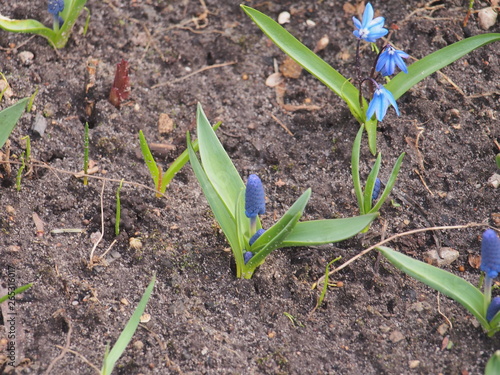 Blue flower buds of the hyacinth. Spring flowers. Gardening.