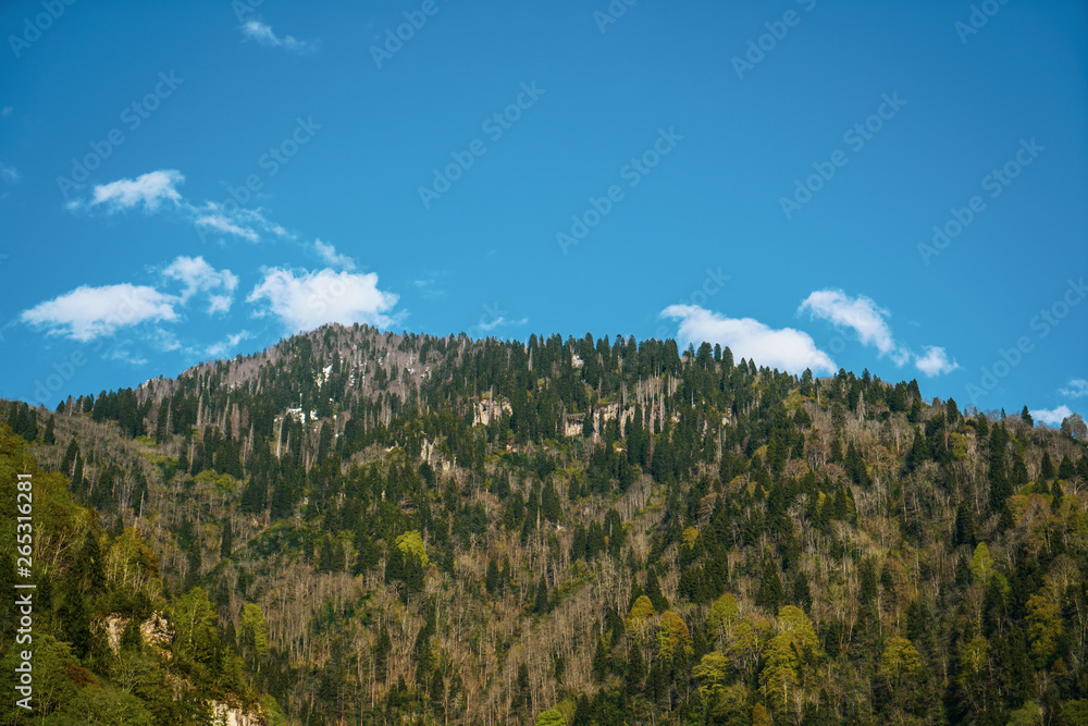 Beautiful forest with peak of mountain and cloudy blue sky