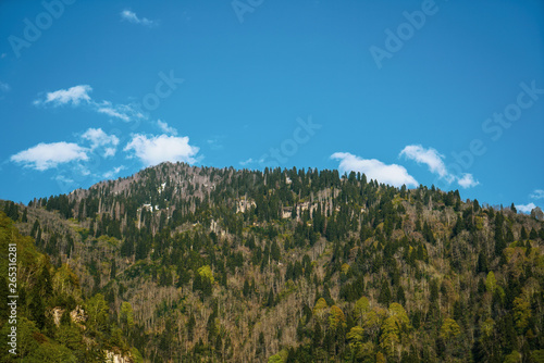 Beautiful forest with peak of mountain and cloudy blue sky
