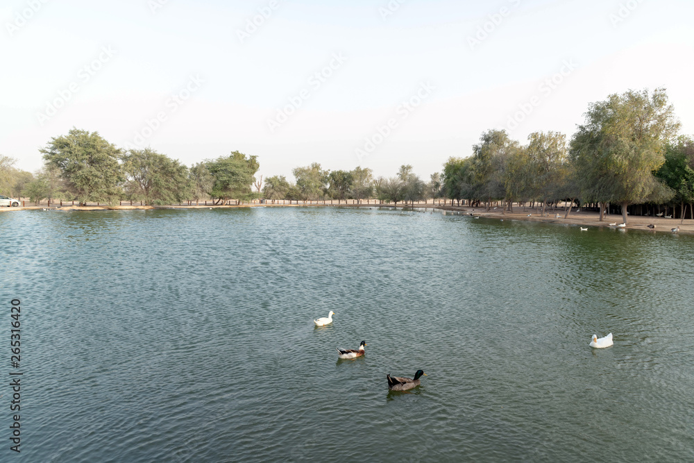 Al Qudra lake Dubai