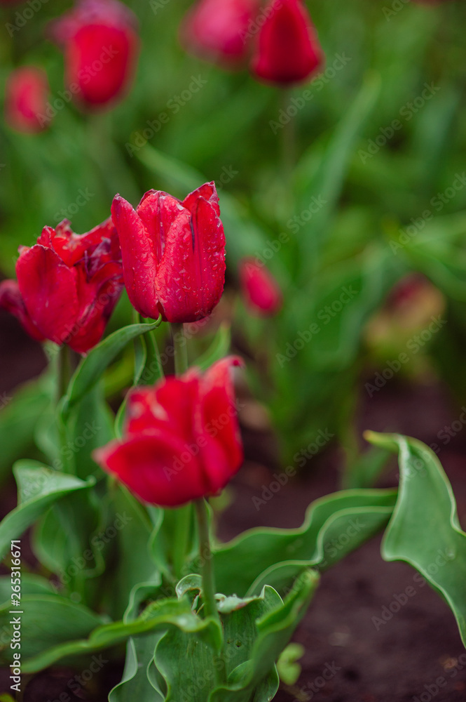 Tulips in the flower garden.