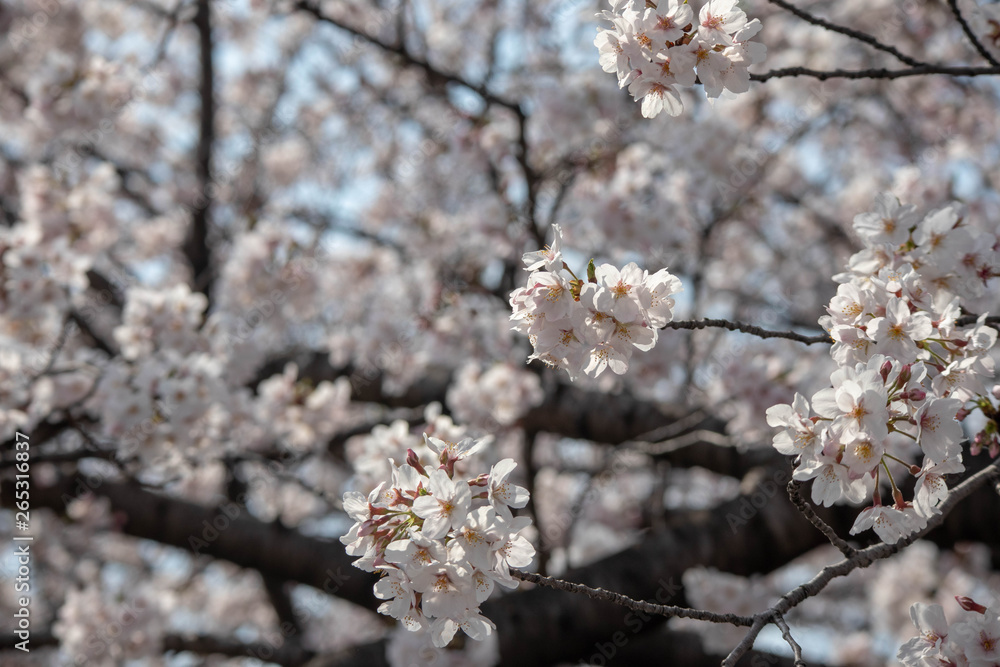 Obraz premium Cherry blossom