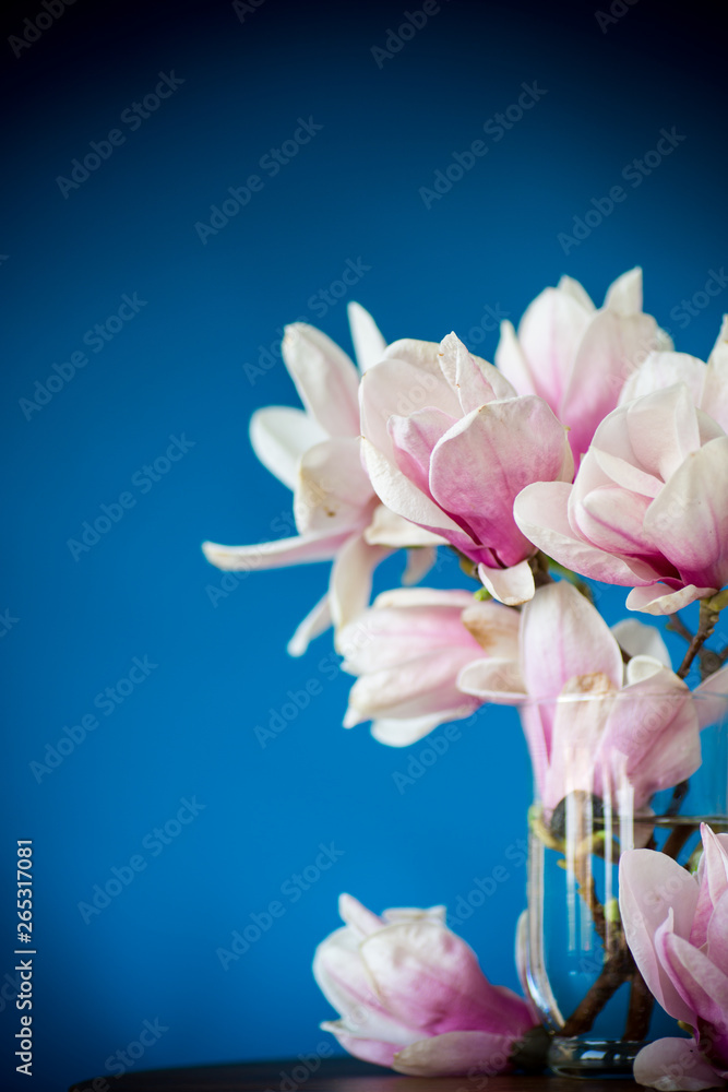 spring beautiful blooming magnolia on a blue