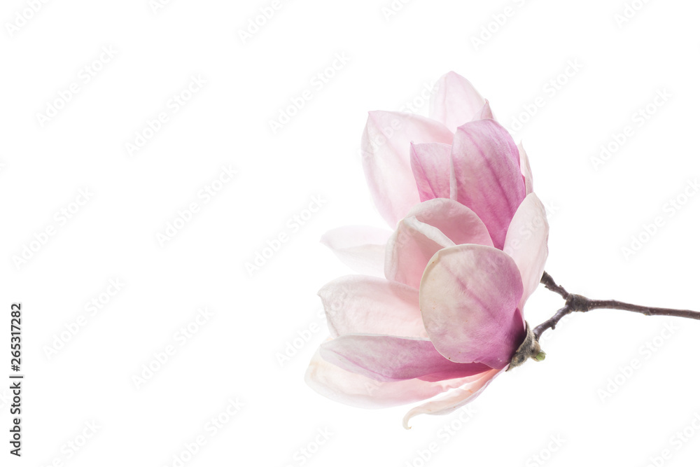 spring beautiful blooming magnolia on a white spring beautiful blooming magnolia on a white