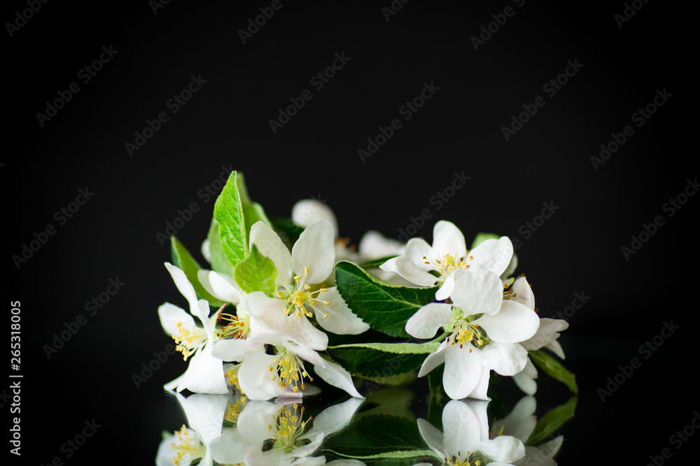 Obraz premium Branch with apple trees flowers on a dark background