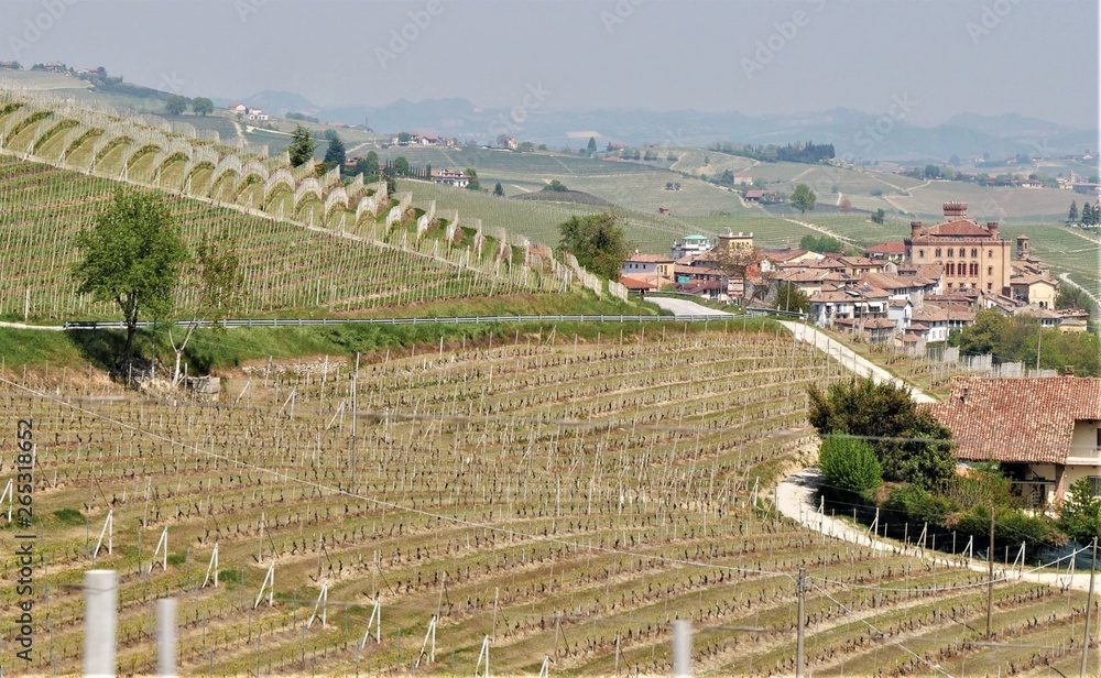 Weinanbau m Piemont