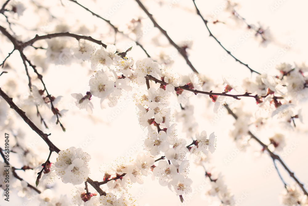 Apricot tree flowers. Spring white flowers on a tree branch. Apricot tree in bloom. Spring, seasons, time of year. White flowers of apricot tree against the background of the rays of the dawn sun. Apricot tree flowers. Spring white flowers on a tree branch. Apricot tree in bloom. Spring, seasons, time of year. White flowers of apricot tree against the background of the rays of the dawn sun.