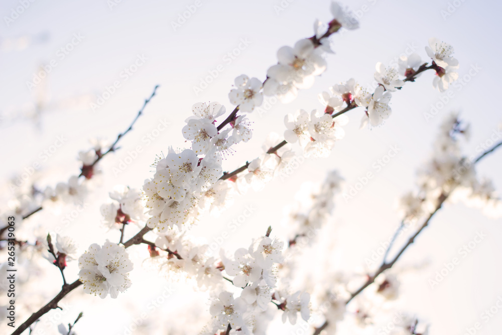 Apricot tree flowers. Spring white flowers on a tree branch. Apricot tree in bloom. Spring, seasons, time of year. White flowers of apricot tree against the background of the rays of the dawn sun. Apricot tree flowers. Spring white flowers on a tree branch. Apricot tree in bloom. Spring, seasons, time of year. White flowers of apricot tree against the background of the rays of the dawn sun.