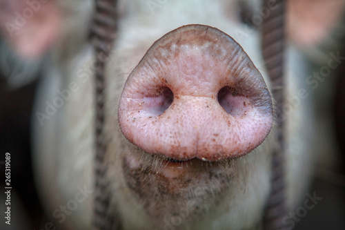 macro image of pig snout photo
