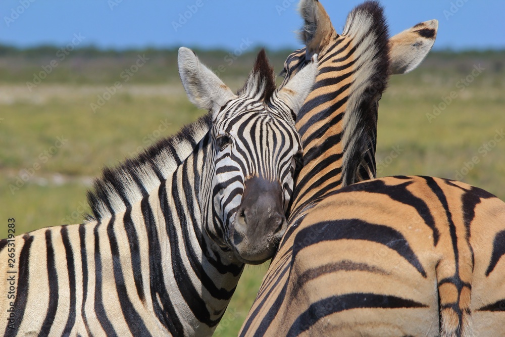 Fototapeta premium Zebra - Iconic Stripes from Africa - Wildlife Wonders