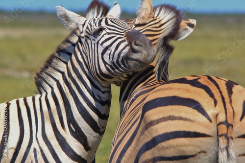 Zebra - Iconic Stripes from Africa - Wildlife Wonders