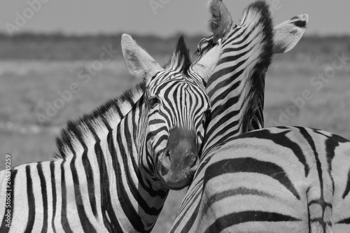 Zebra - Iconic Stripes from Africa - Wildlife Wonders photo