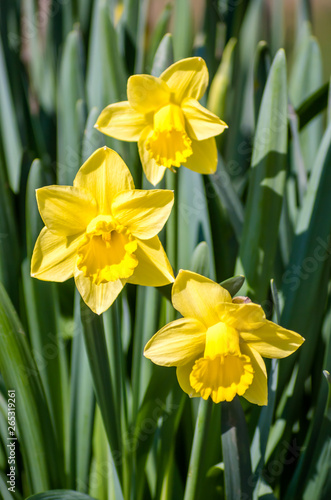 Yellow Narcissus - daffodil on a green background. Spring flower narcissus   daffodil    close-up in the garden. Yellow Daffodils flower in the morning sunlight.