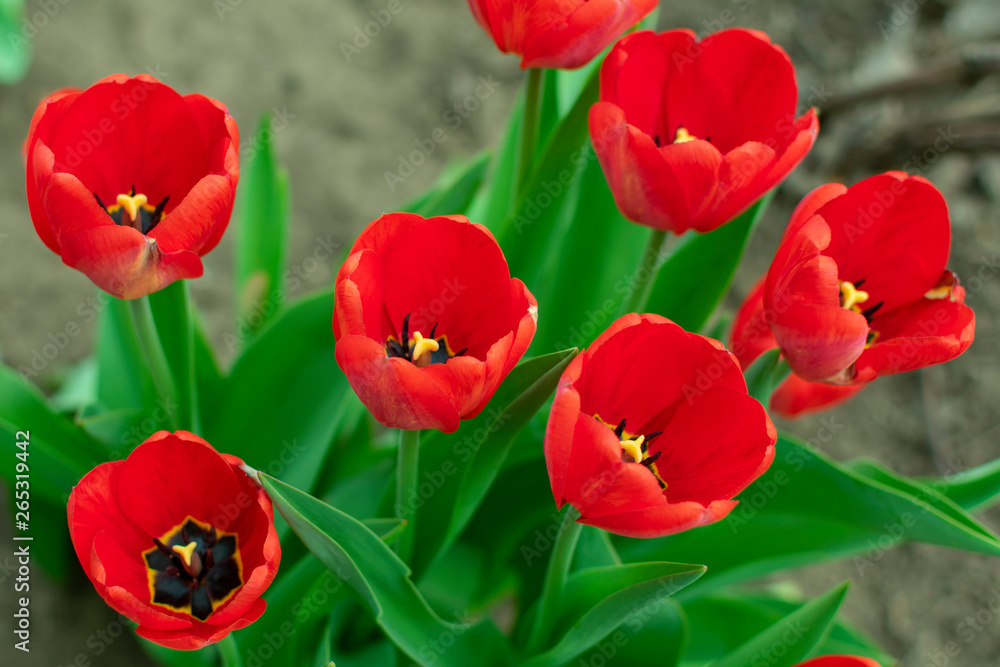 Fototapeta premium a bush of red blooming tulips in a spring garden