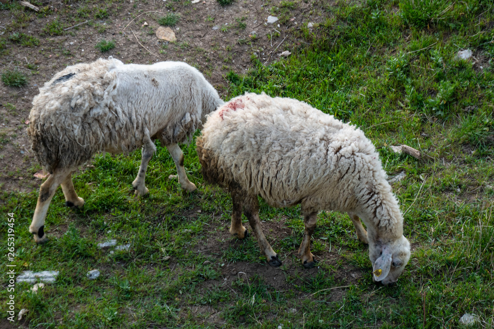 sheep, lambs and goats grazing in pasture in spring sheep, lambs and goats grazing in pasture in spring