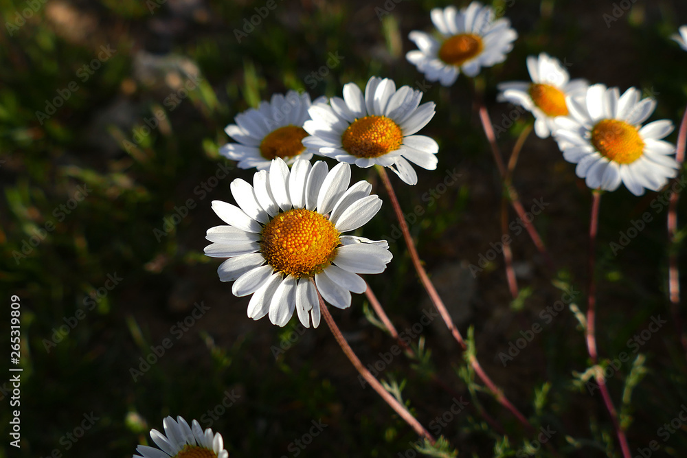 daisy flowers growing in nature, daisy flowers in medicine,