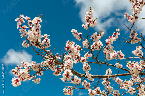 Blooming apricot branch against the blue sky with clouds