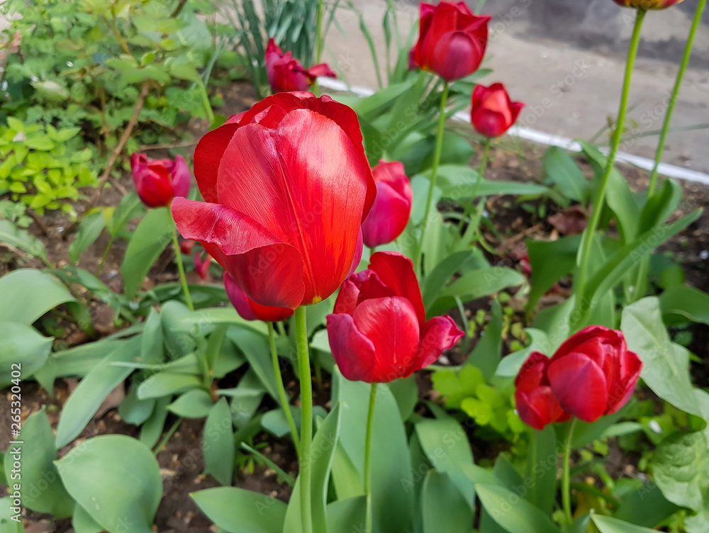 red tulips in the garden red tulips in the garden