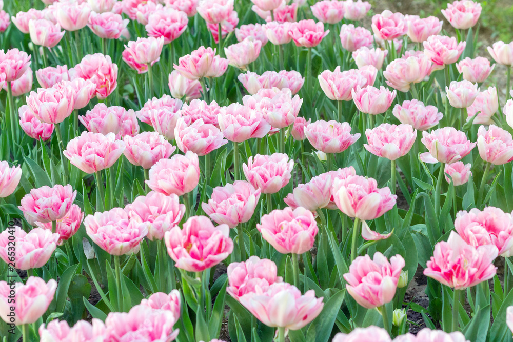 Picturesque pink coral tulips fresh flowers at a blurry soft focus background close up bokeh Picturesque pink coral tulips fresh flowers at a blurry soft focus background close up bokeh