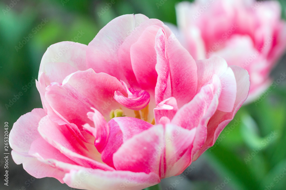 Picturesque pink coral tulips fresh flowers at a blurry soft focus background close up bokeh Picturesque pink coral tulips fresh flowers at a blurry soft focus background close up bokeh