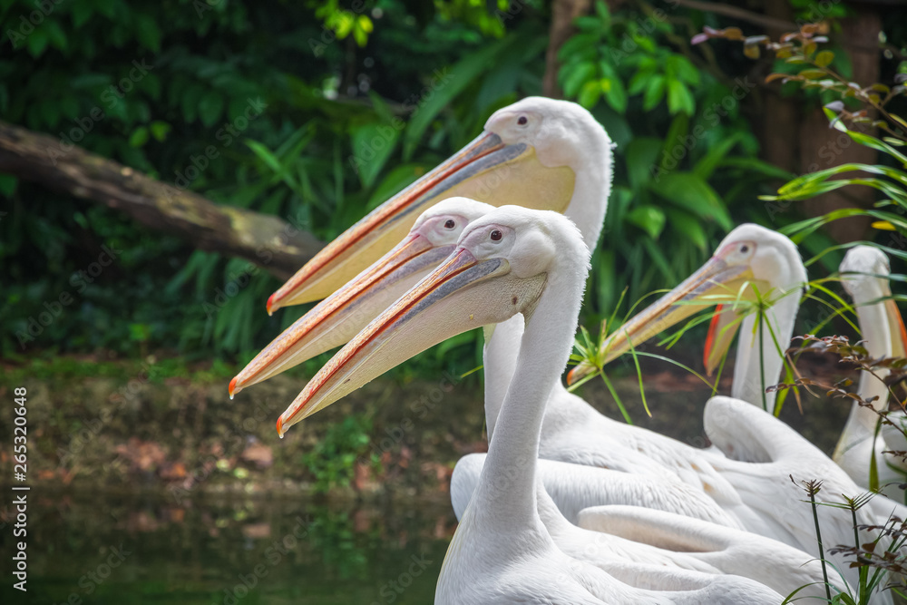 Group of white pelicans waiting to be fed in zoo Group of white pelicans waiting to be fed in zoo