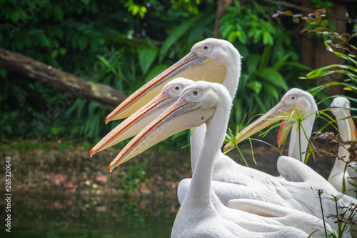 Group of white pelicans waiting to be fed in zoo