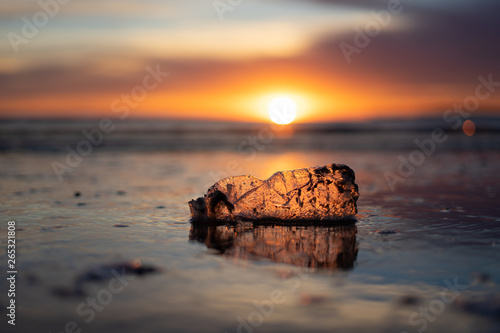 Fototapeta Naklejka Na Ścianę i Meble -  A plastic bottle floating in the sea in a beach with dirty coast