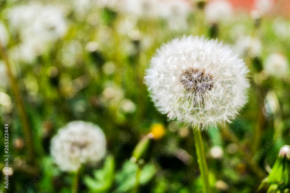 Beautiful dandelion in the grass Beautiful dandelion in the grass