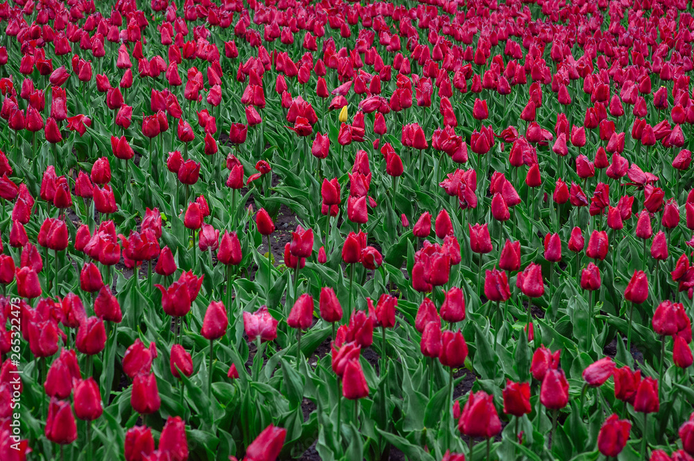 Tulips in the flower garden.