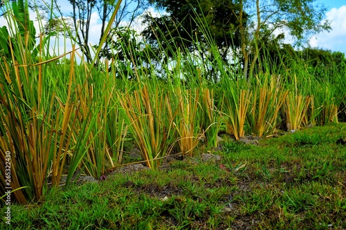 Close up Vetiver Grass is planted for Protecting Soil Erosion. photo