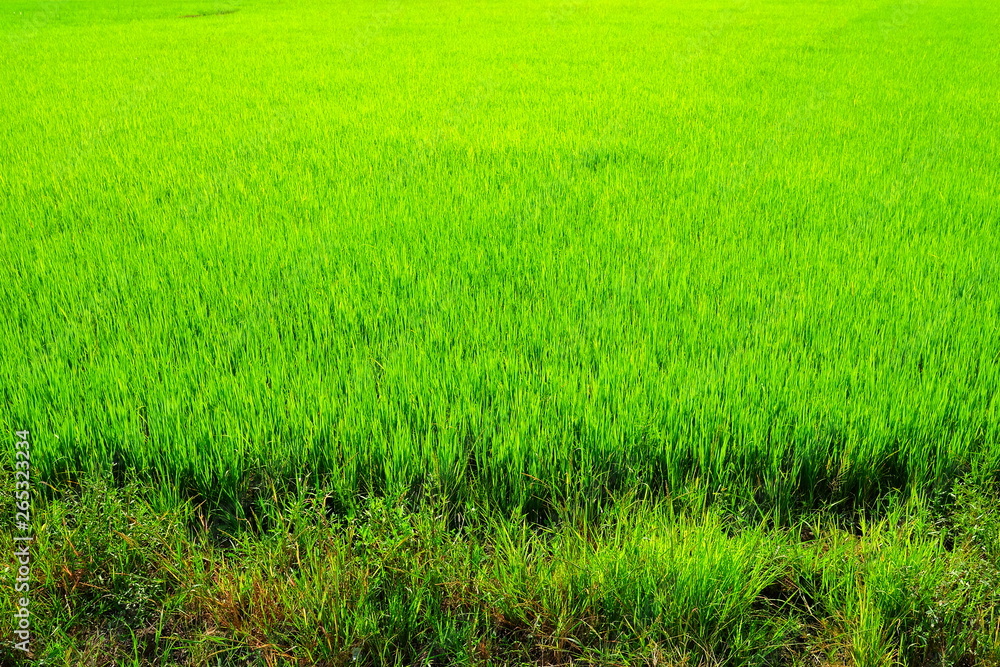 Close up Green Rice Field.