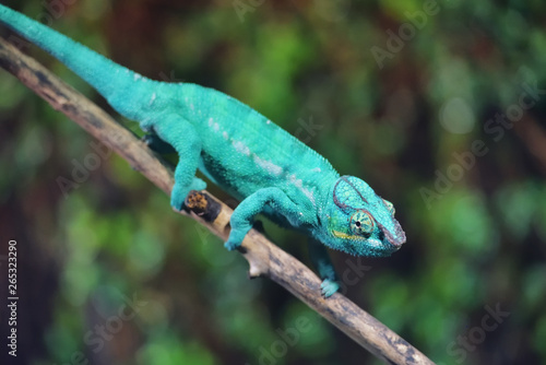 Panther chameleon, endemic reptile of Reunion, Mauritius and Madagascar islands