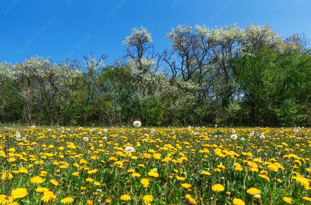 Obraz premium Blühender Löwenzahn auf einer Wiese vor einer Reihe mit Büschen und kleinen Bäumen im Frühling